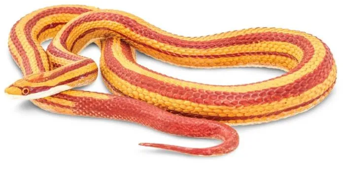 Safari Corn Snake